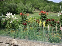 massello estate 2009 41