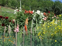 massello estate 2009 42